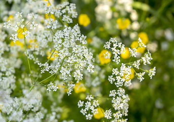 Image showing wild flowers closeup