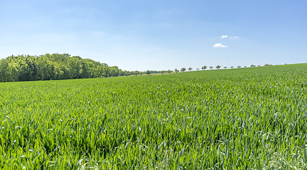 Image showing rural springtime scenery