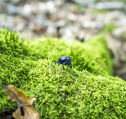 Image showing forest dung beetle