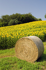 Image showing hay bale with sunflower field