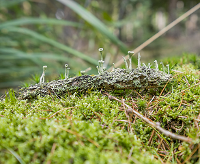 Image showing ground cover vegetation