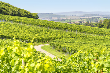 Image showing winegrowing scenery in Hohenlohe