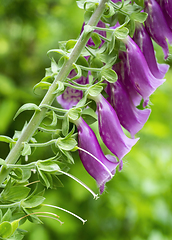 Image showing common foxglove flowers