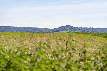 Image showing rural landscape at spring time