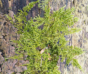 Image showing green moss detail