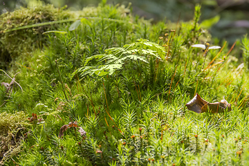 Image showing moss spores closeup