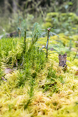 Image showing low angle forest scenery