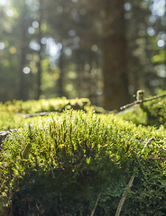 Image showing sunny forest scenery