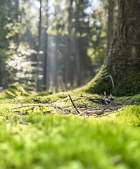 Image showing sunny forest scenery