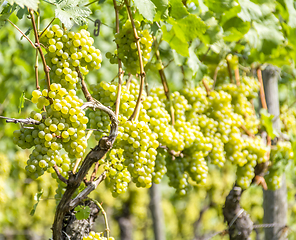 Image showing white grapes closeup