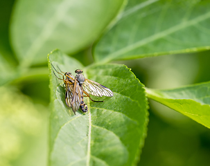 Image showing copulating flies