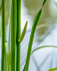 Image showing riverine vegetation detail