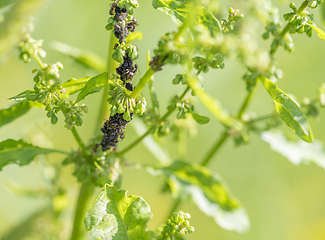 Image showing plant lice colony