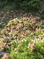 Image showing lots of mushrooms