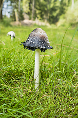 Image showing shaggy ink cap mushroom