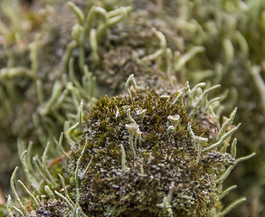 Image showing lichen vegetation closeup