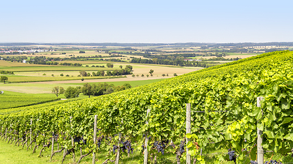 Image showing winegrowing scenery in Hohenlohe