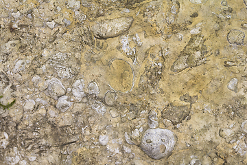 Image showing shellbearing limestone closeup