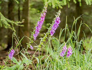 Image showing common foxglove flowers