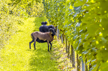 Image showing goats in a vineyard