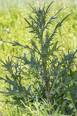 Image showing thistle plant closeup