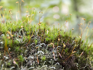 Image showing moss spores closeup