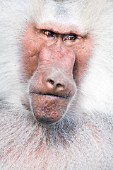 Image showing baboon portrait