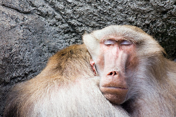 Image showing baboon sleeping