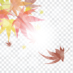 Image showing Maple leaves on transparency grid