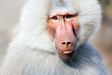 Image showing baboon portrait