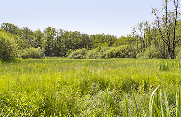 Image showing sunny wetland scenery