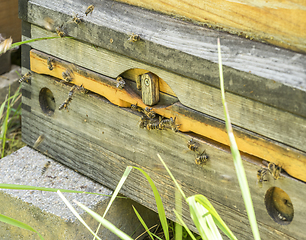 Image showing Beehive and bees