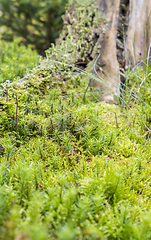 Image showing ground cover vegetation