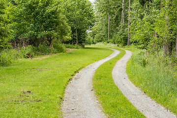 Image showing peaceful forest scenery