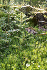 Image showing sunny forest scenery