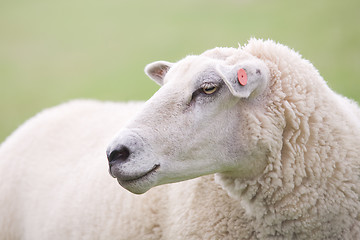 Image showing sheep closeup