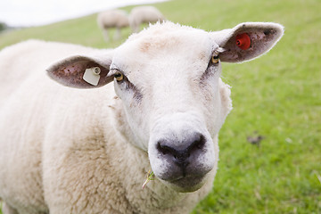 Image showing sheep on meadow