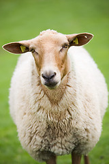 Image showing sheep closeup on green meadow