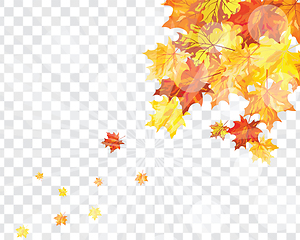 Image showing Maple leaves on transparency grid