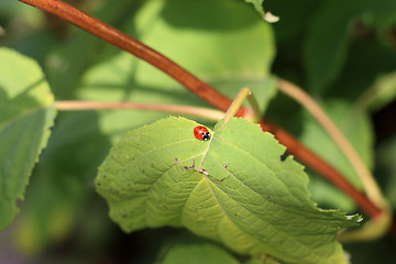 Image showing Ladybug on the leaf