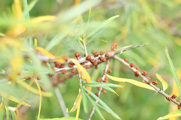 Image showing Brown buds