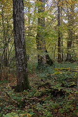 Image showing Old deciduous tree stand in fall