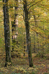 Image showing Old deciduous tree stand in fall