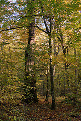 Image showing Old deciduous tree stand in fall
