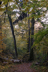 Image showing Narrow trail crossing autumnal deciduous stand