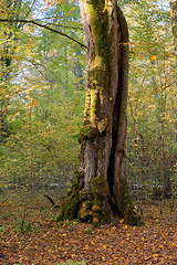 Image showing Old deciduous tree stand in fall