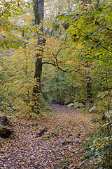 Image showing Narrow trail crossing autumnal deciduous stand