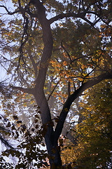 Image showing Old oak tree crown backlite in fall