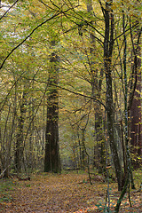 Image showing Narrow trail crossing autumnal deciduous stand