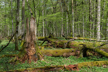 Image showing Hornbeam tree deciduous forest in spring